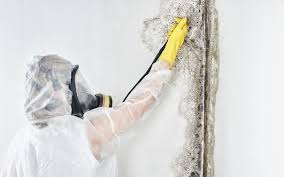 Best Mold Removal for HVAC Installations  in South Lockport, NY